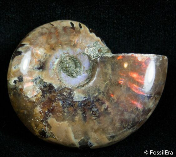 Inch Flashy Red Iridescent Ammonite #2586